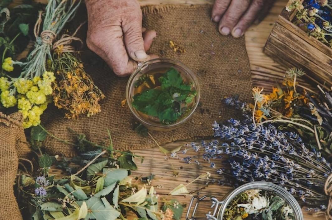 Tıbbi Aromatik Bitki Yetiştiriciliği Eğitimi Sertifikası