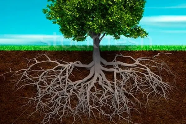 AİLE DİZİLİMİ UYGULAYICI EĞİTİMİ